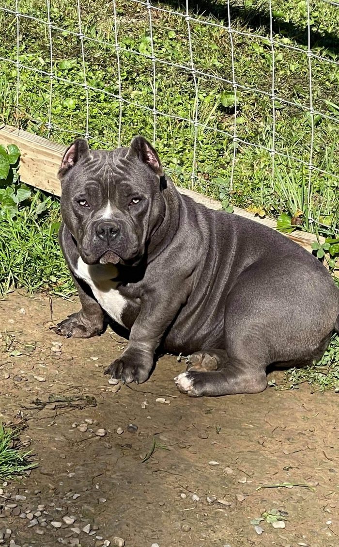 A blue American Bully with a white chest patch lies in the sun along a wire fence line.