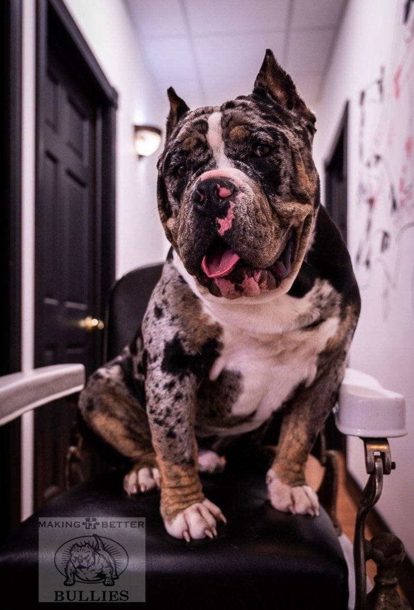 Famous sits on a black leather barber chair in a hallway, watermarked Making It Better Bullies.