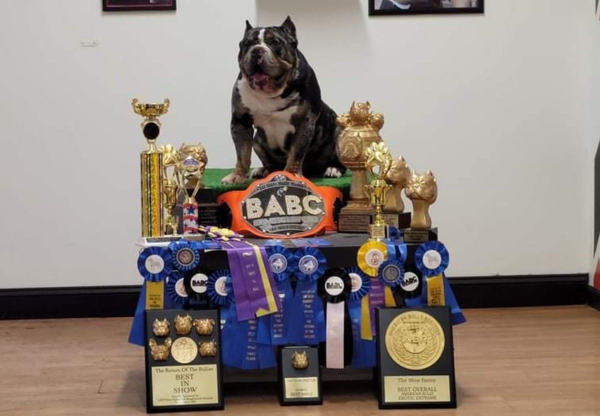 Famous sits atop a table loaded with trophies, rosettes, plaques and a BABC championship belt.