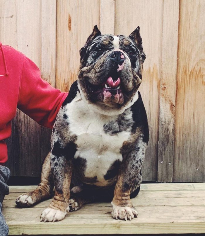 A heavily built merle American Bully sits on a wooden deck in front of a cedar fence, tongue out.