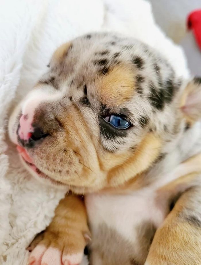 Close-up of a newborn merle American Bully puppy with one bright blue eye resting on a white blanket.