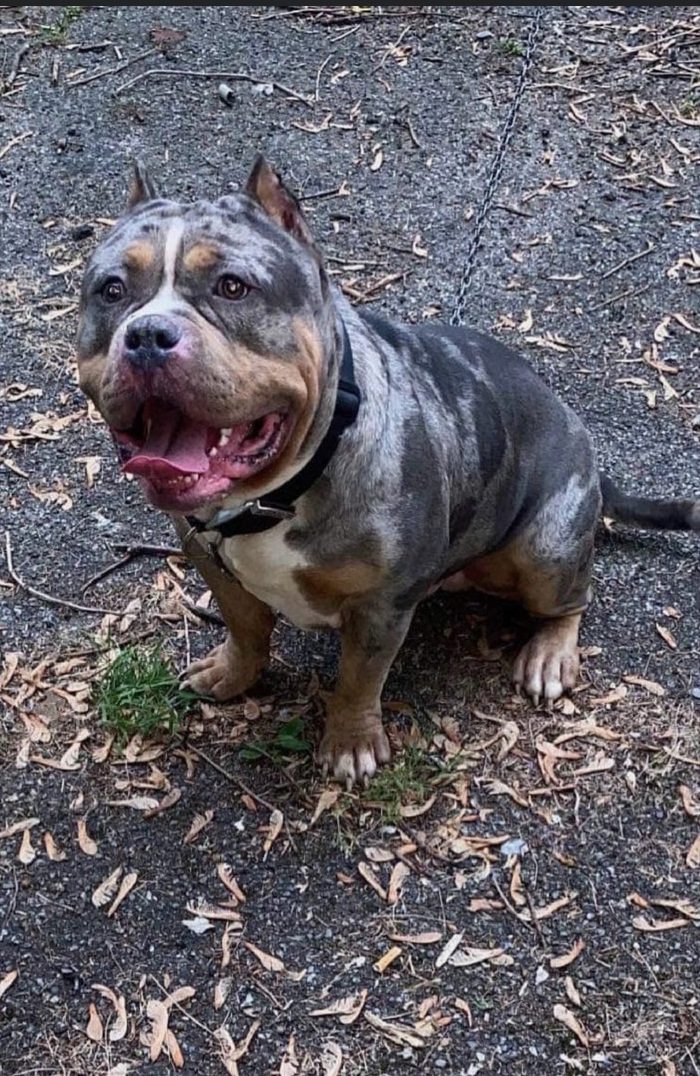 A tri-merle American Bully sits on a leaf-strewn driveway with a wide open-mouthed smile.