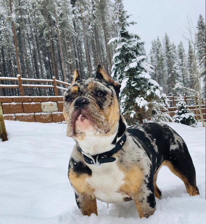 A tri-merle American Bully stands in deep snow in front of snow-covered pines.
