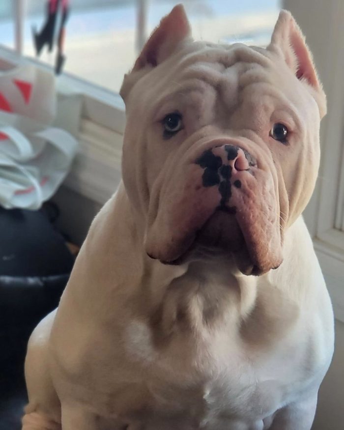 A cream-white American Bully with pale blue eyes and a spotted nose looks up beside a sunlit window.